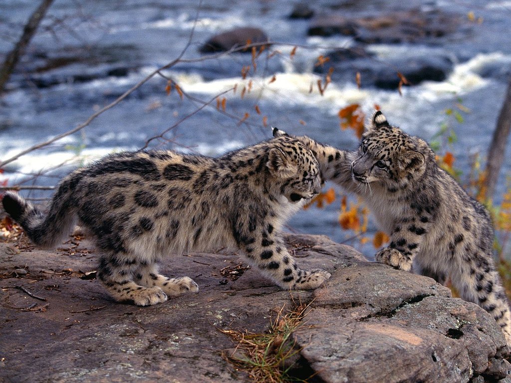 King of the Hill, Snow Leopards